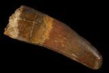 Spinosaurus Tooth - Real Dinosaur Tooth #148945-1